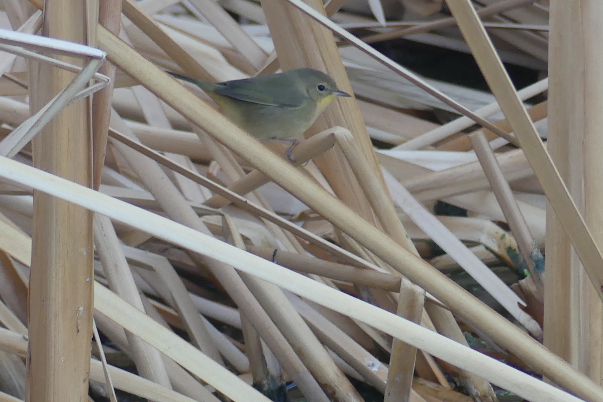 Common Yellowthroat - Dennis Wolter