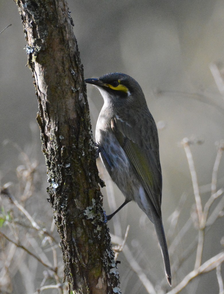 Yellow-faced Honeyeater - ML624124294