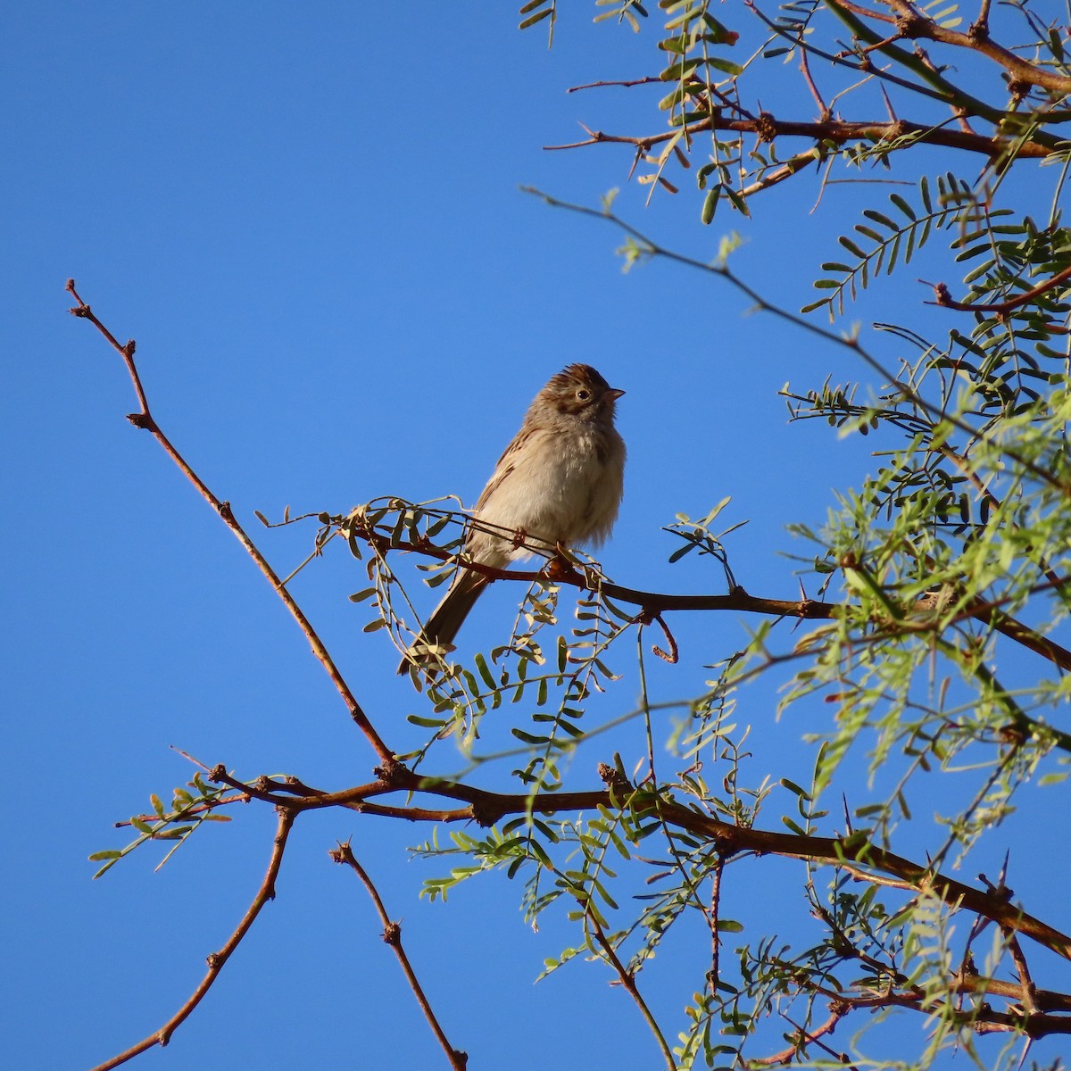 Brewer's Sparrow - ML624124296