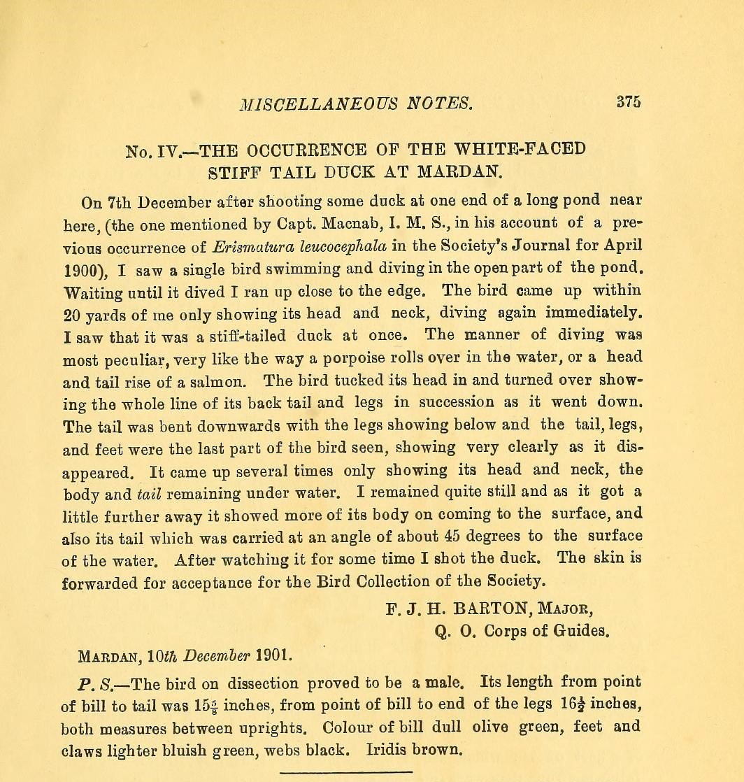 White-headed Duck - ML624124312