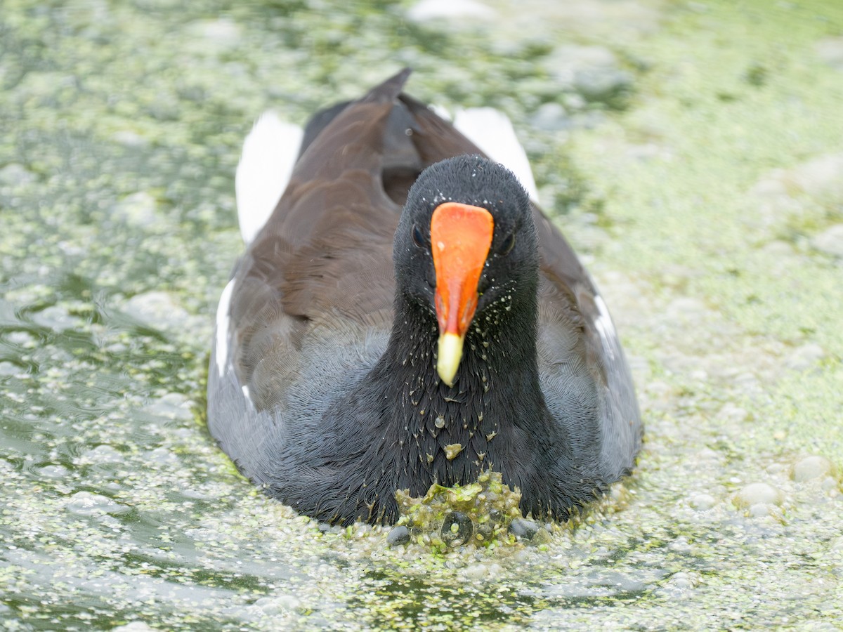 Common Gallinule - ML624124314