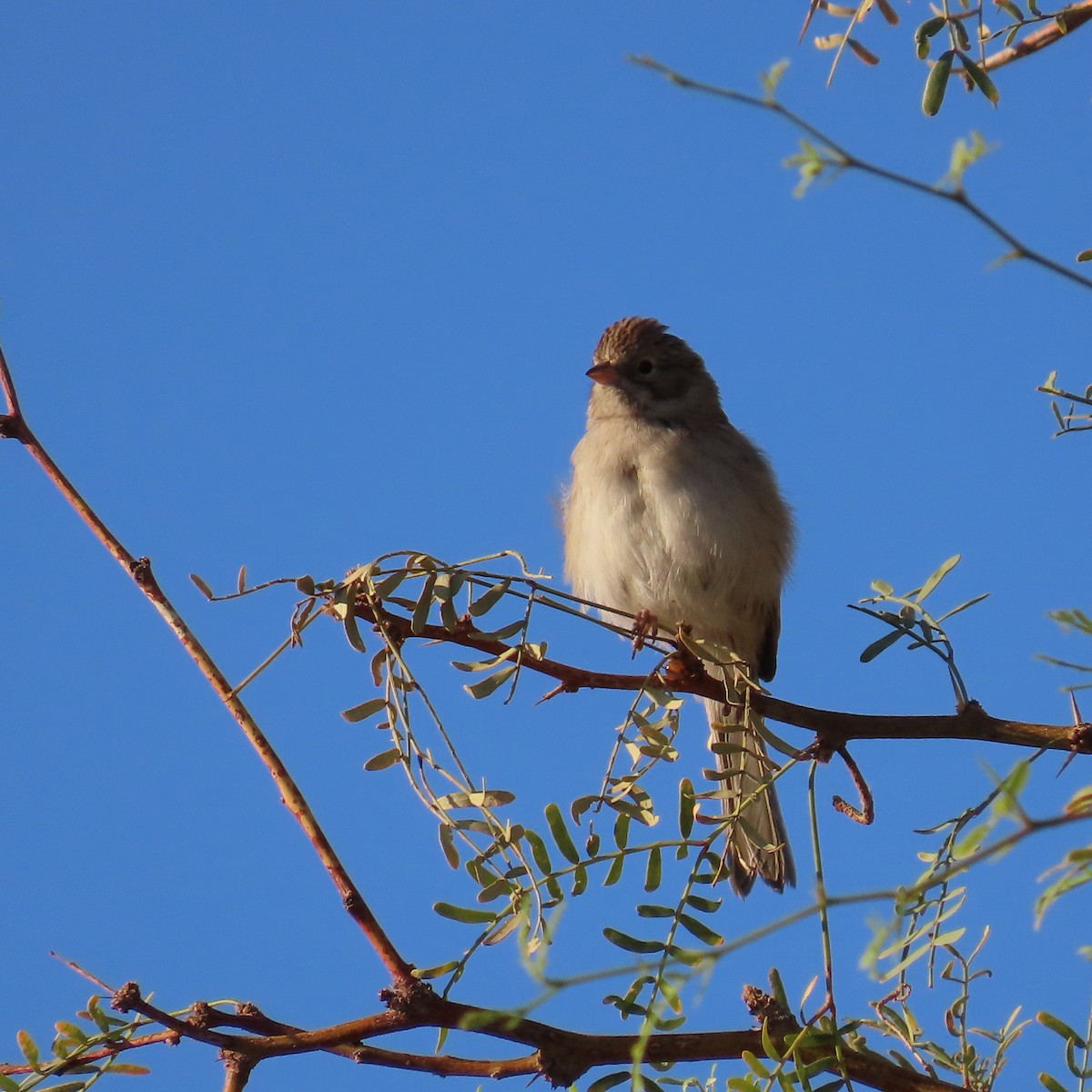 Brewer's Sparrow - ML624124316