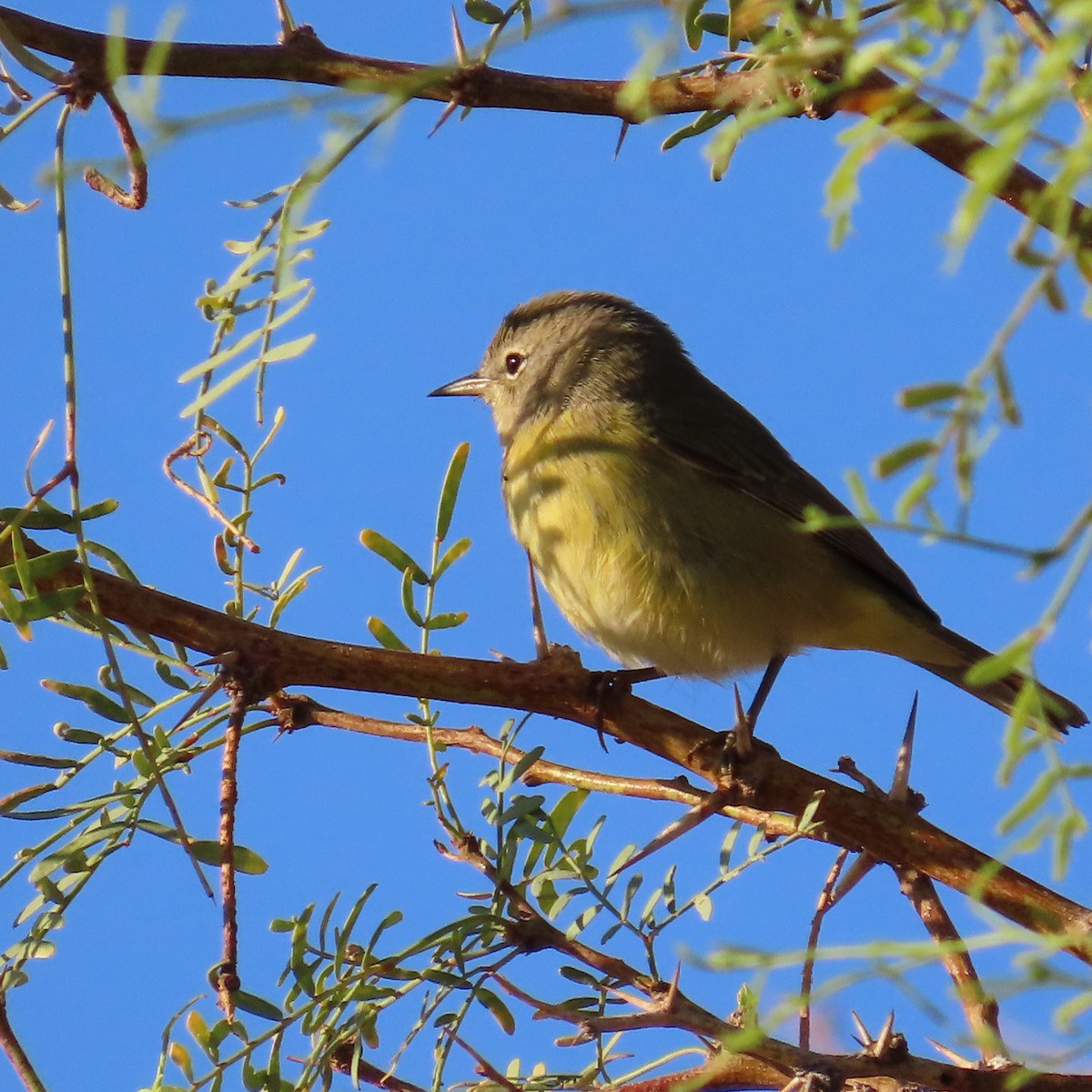 Orange-crowned Warbler - ML624124326