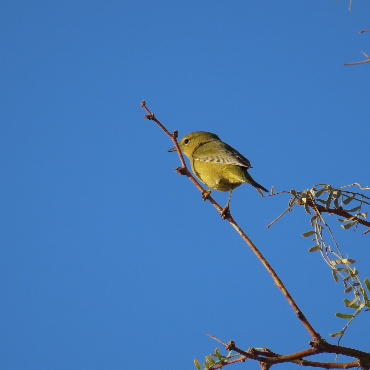 Orange-crowned Warbler - ML624124341