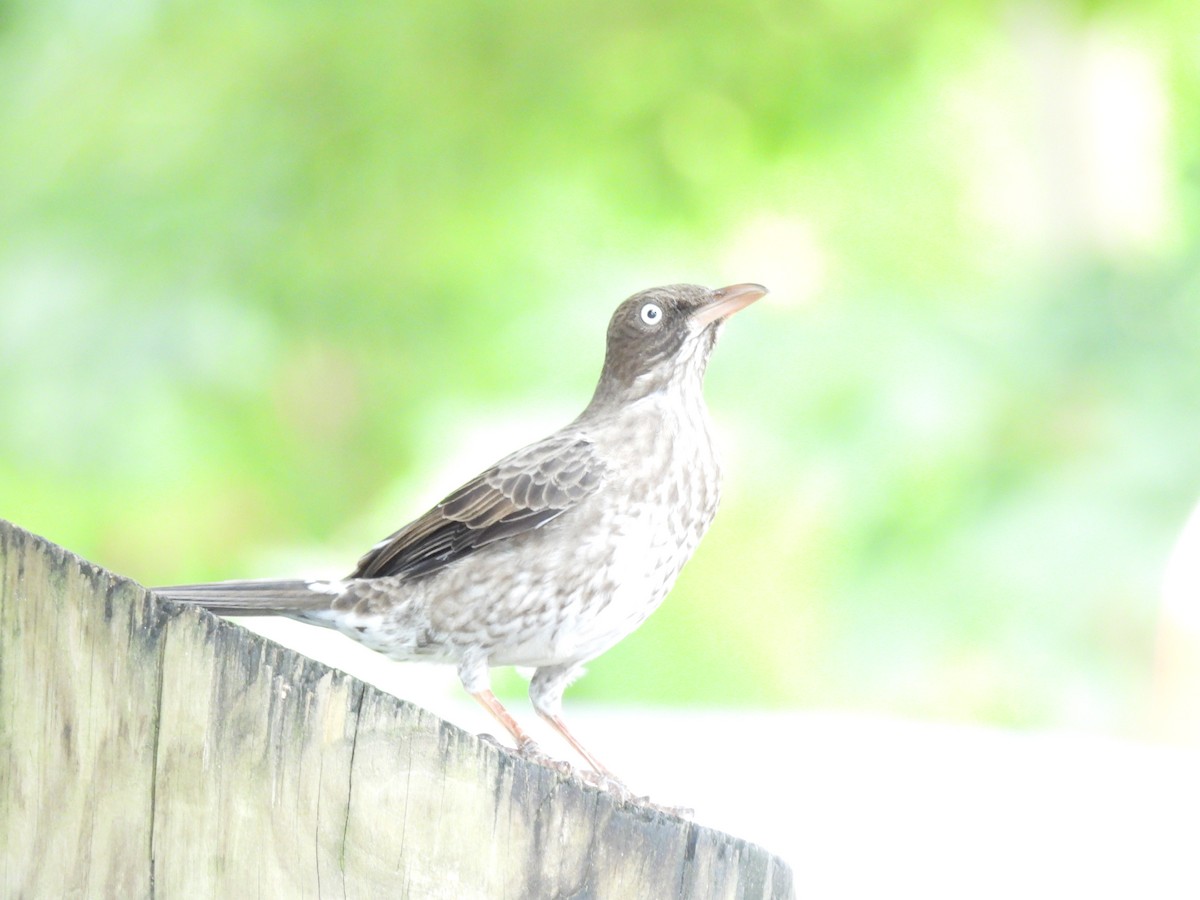 Pearly-eyed Thrasher - ML624124342