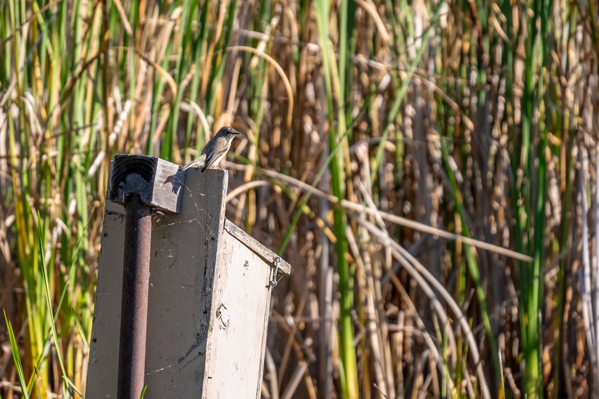 Eastern Phoebe - Matt Saunders