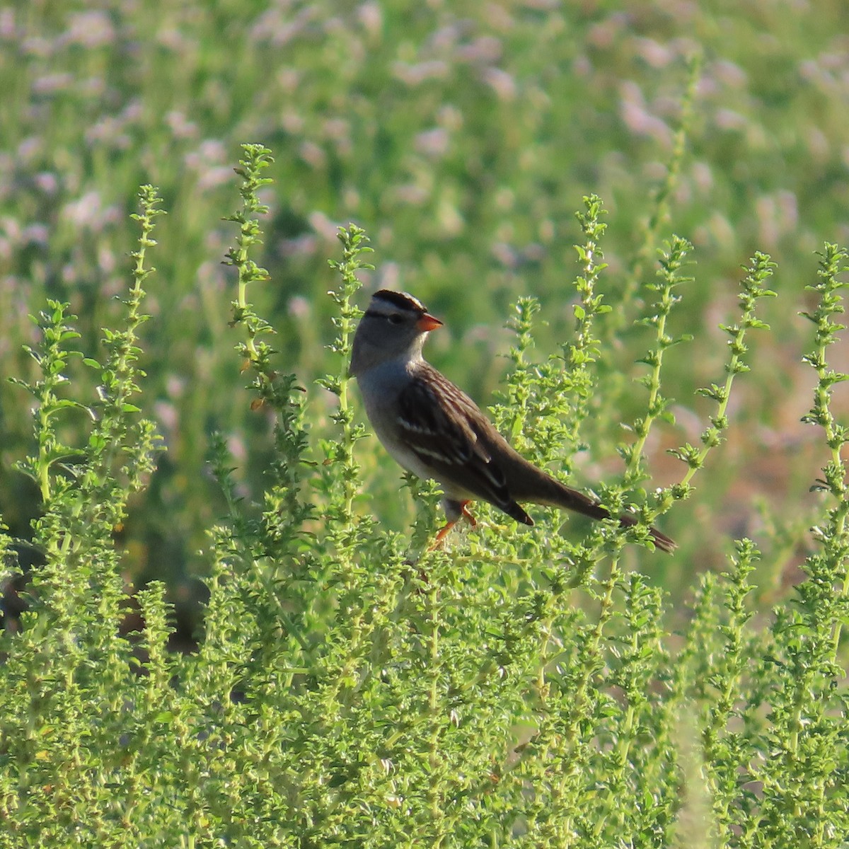 White-crowned Sparrow (Gambel's) - ML624124351