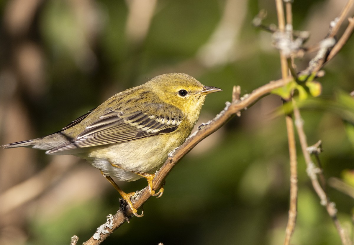 Blackpoll Warbler - ML624124354