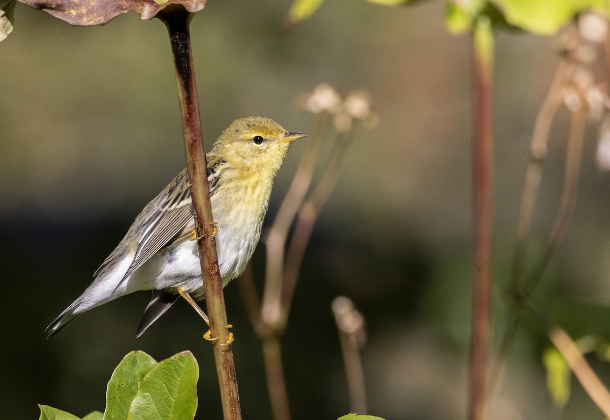 Blackpoll Warbler - ML624124355