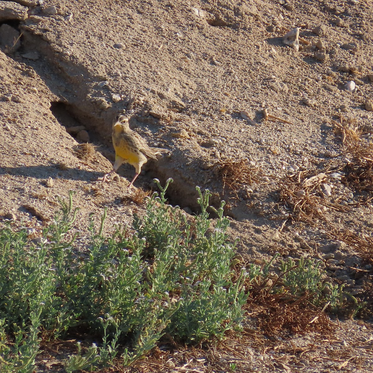 Western Meadowlark - ML624124369