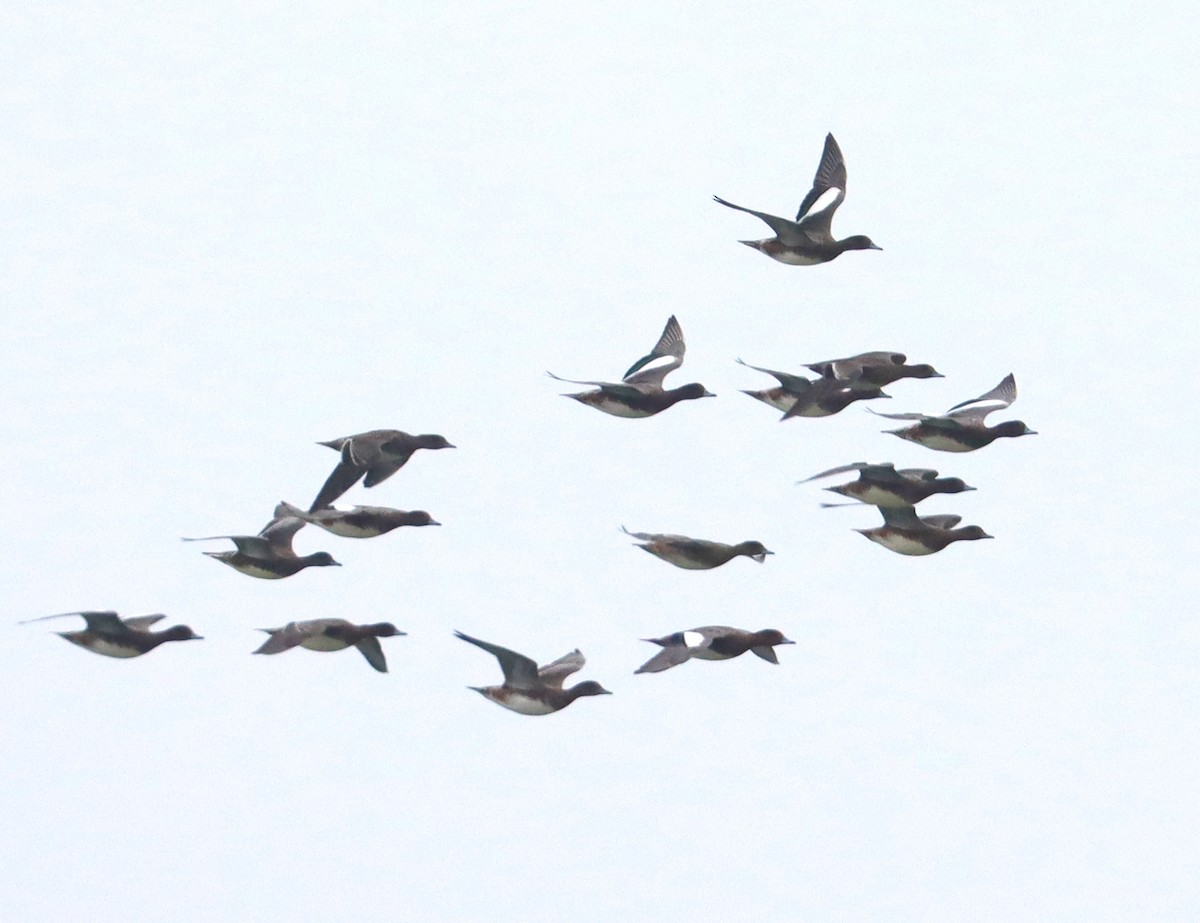 Eurasian Wigeon - Bart Westgeest