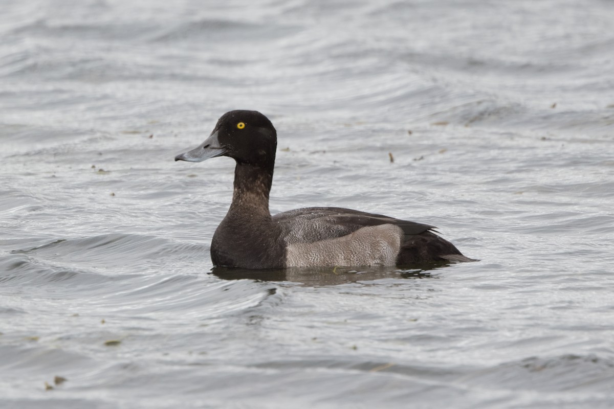 Lesser Scaup - ML624124378