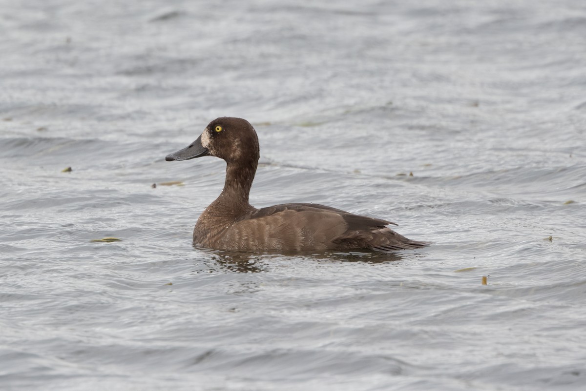 Lesser Scaup - ML624124379