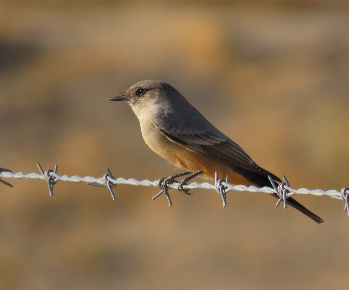 Say's Phoebe - ML624124386