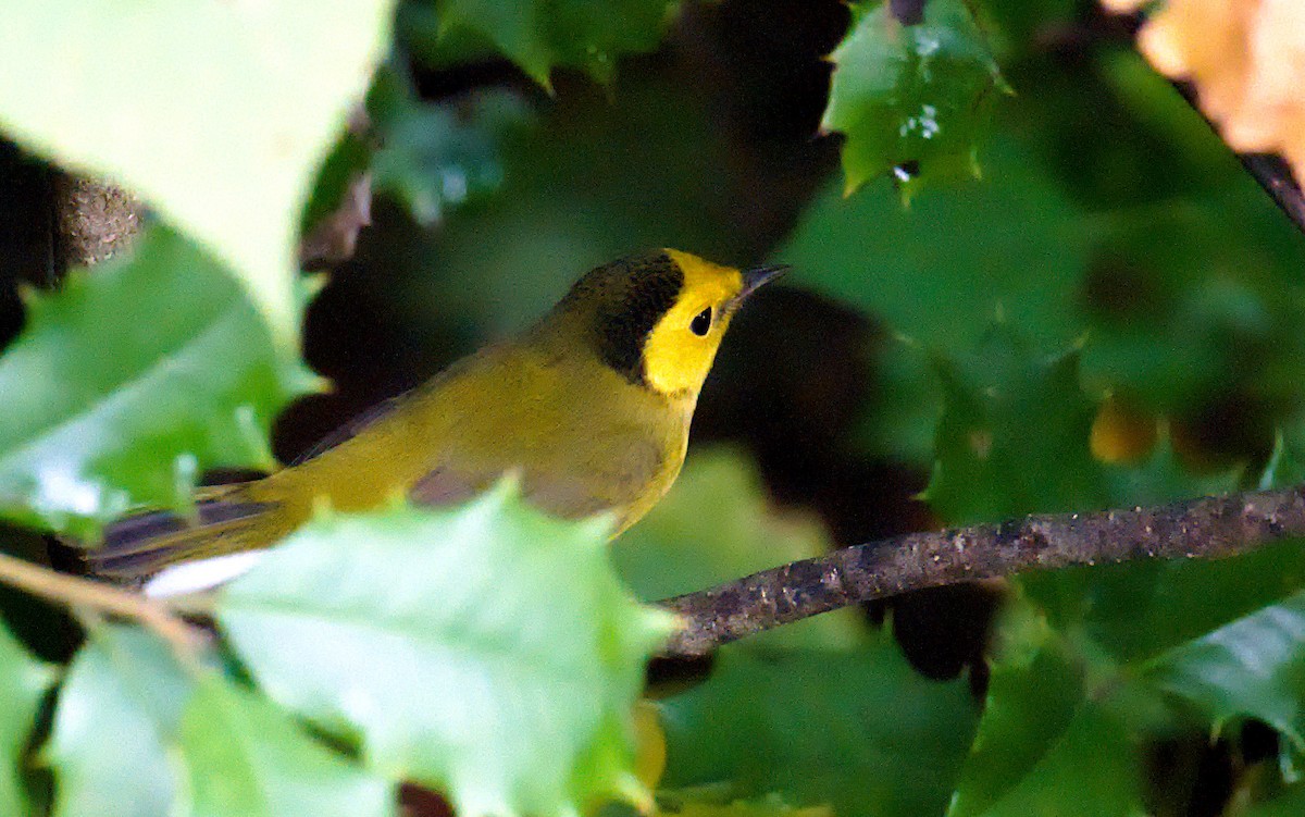 Hooded Warbler - ML624124389