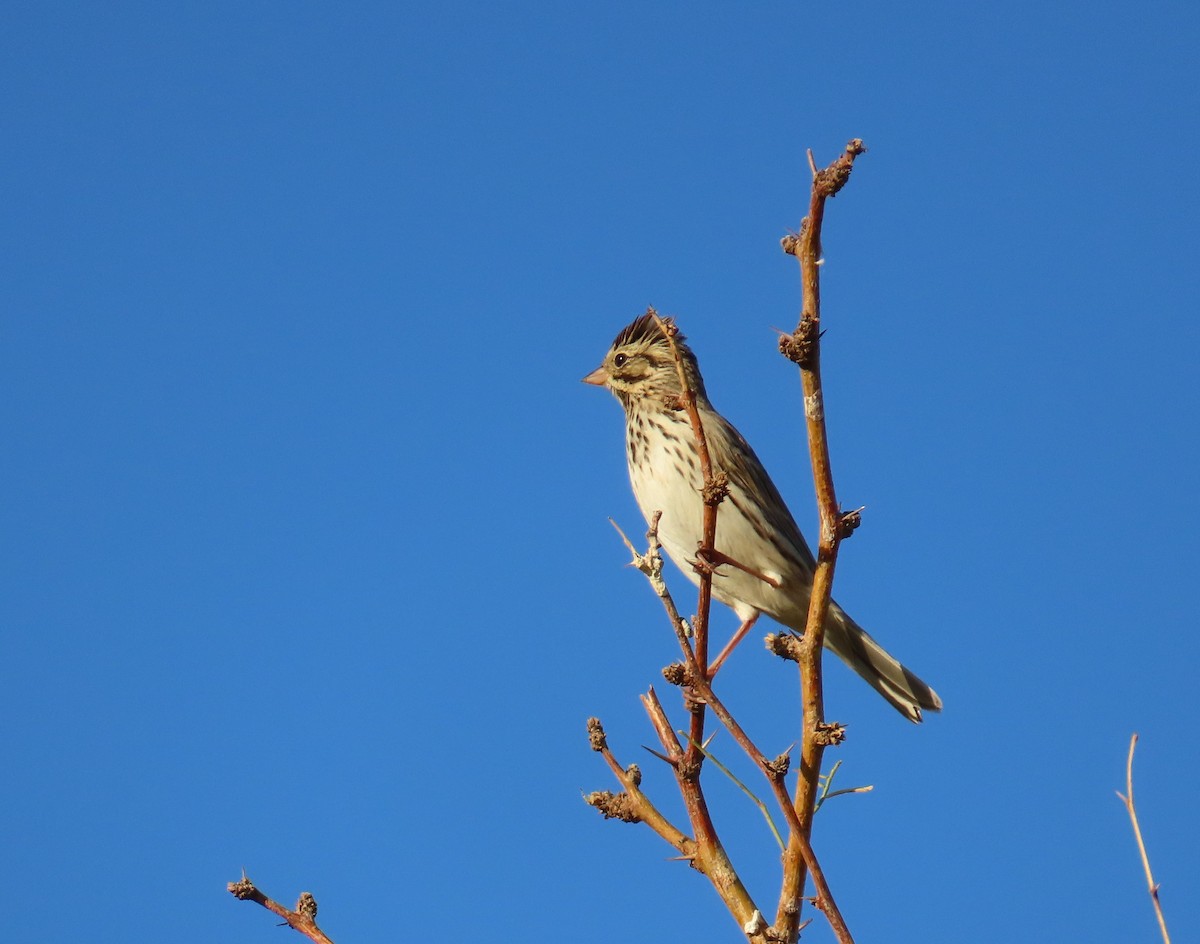 Savannah Sparrow - Robert Theriault