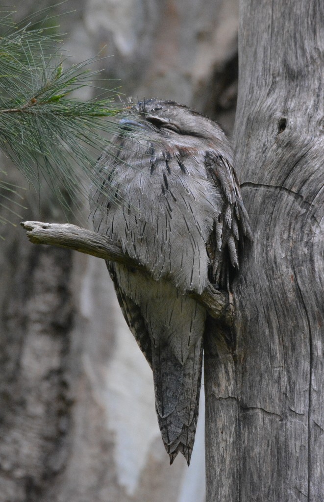 Tawny Frogmouth - ML624124469