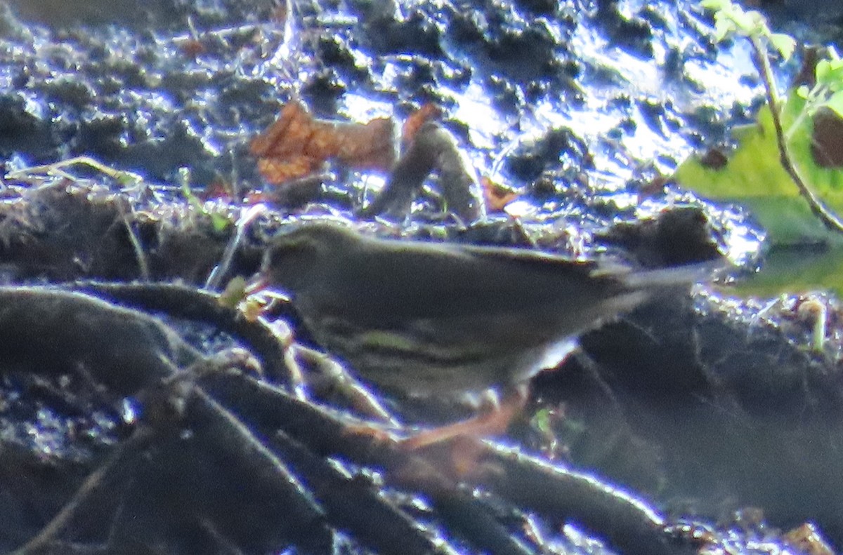 Northern Waterthrush - James Asmuth