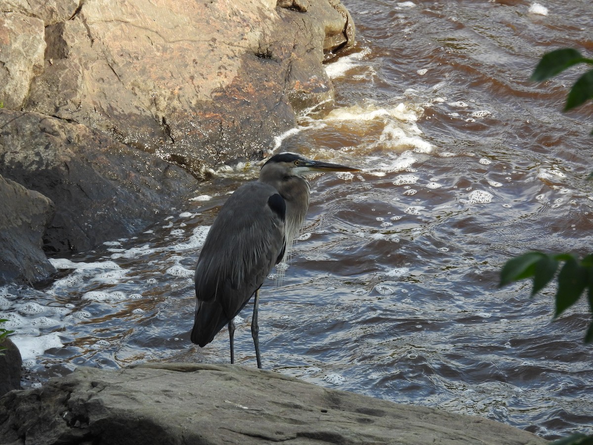 Great Blue Heron - ML624124557