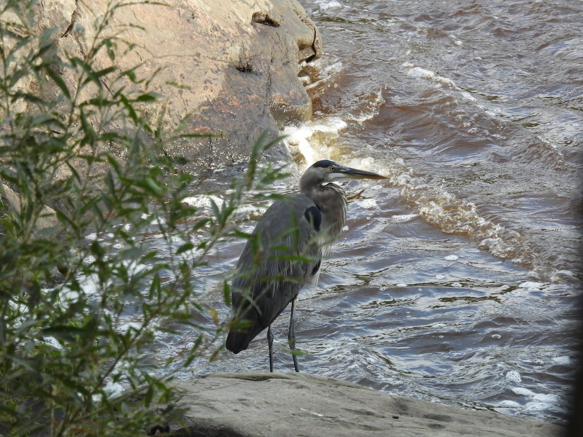 Great Blue Heron - ML624124560