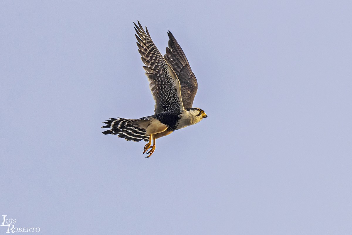 Aplomado Falcon - Luis Roberto da Silva