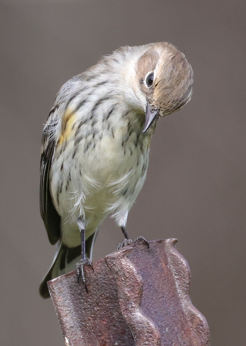 Yellow-rumped Warbler - ML624124572