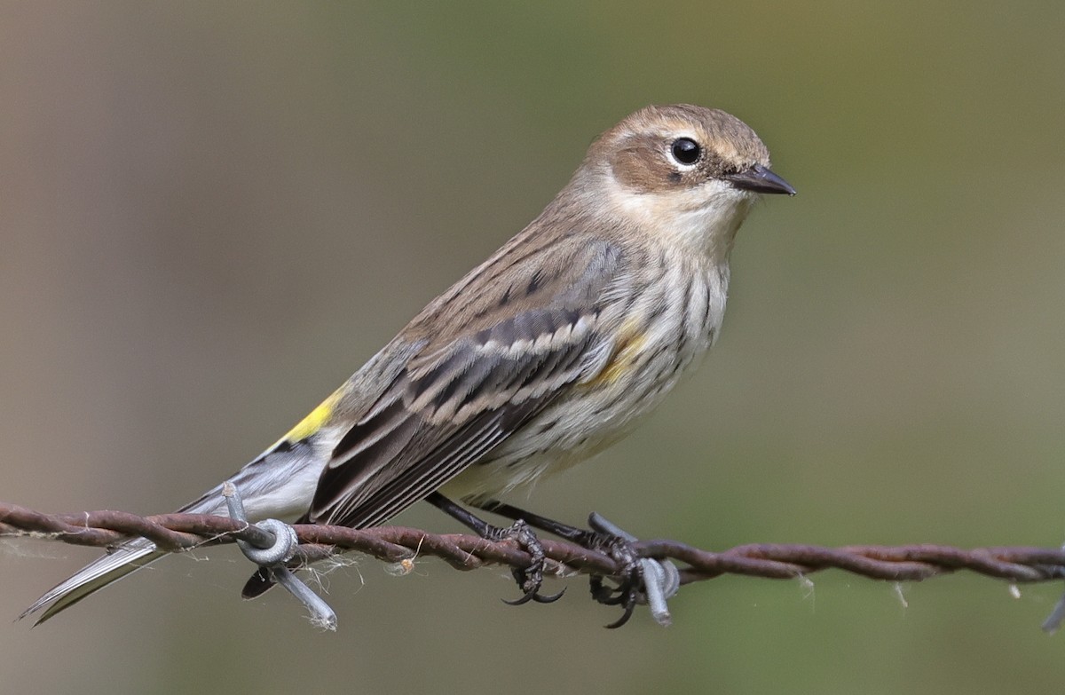 Yellow-rumped Warbler - ML624124573