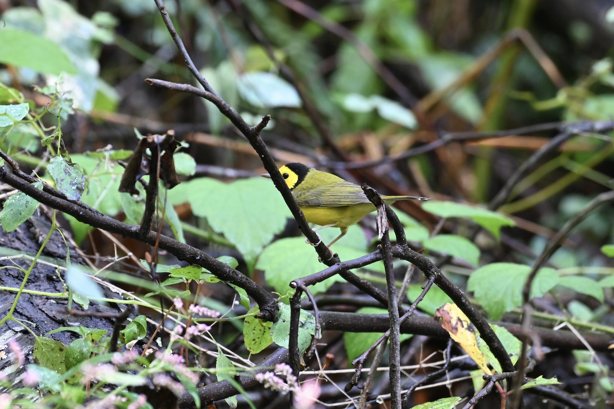 Hooded Warbler - David Clapp