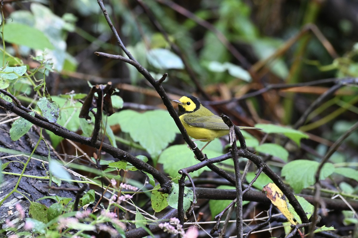 Hooded Warbler - ML624124612