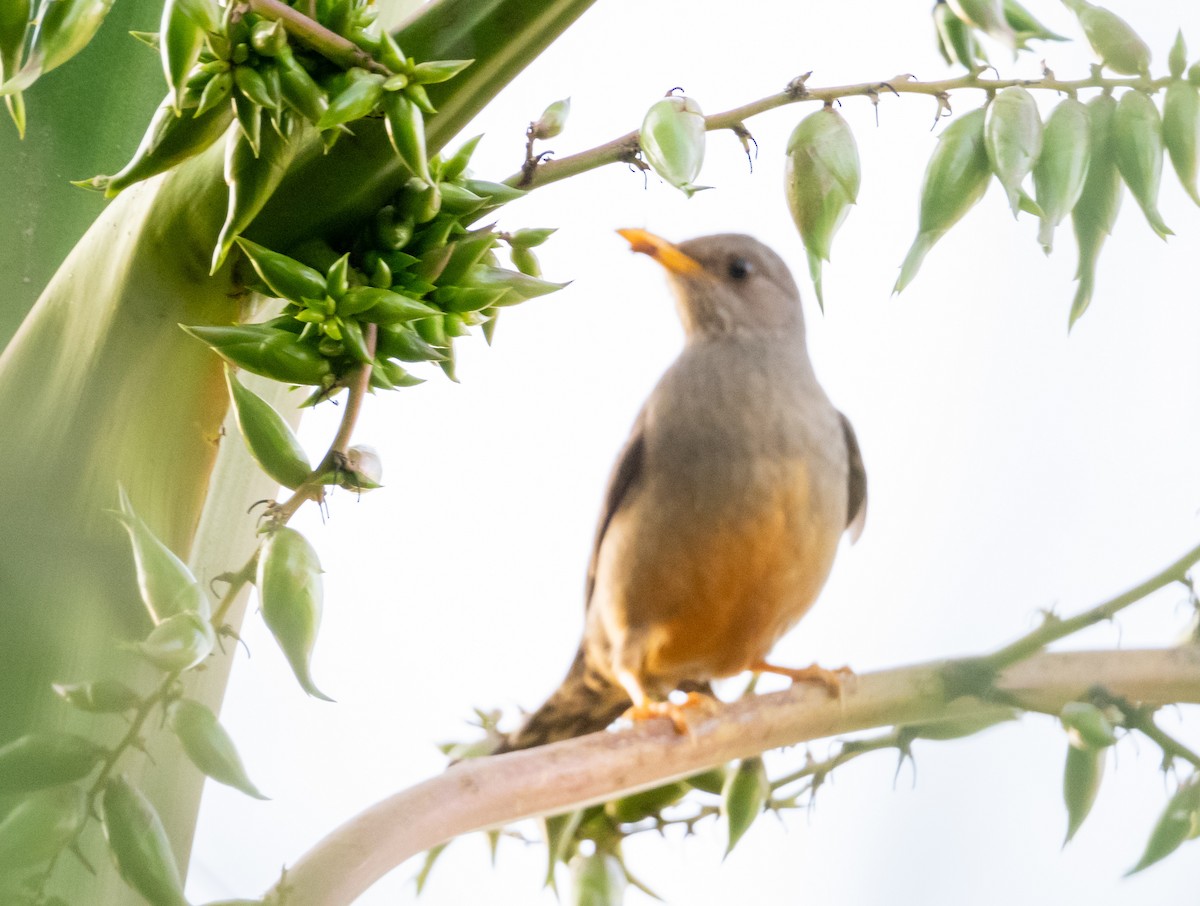 Karoo Thrush - ML624124637