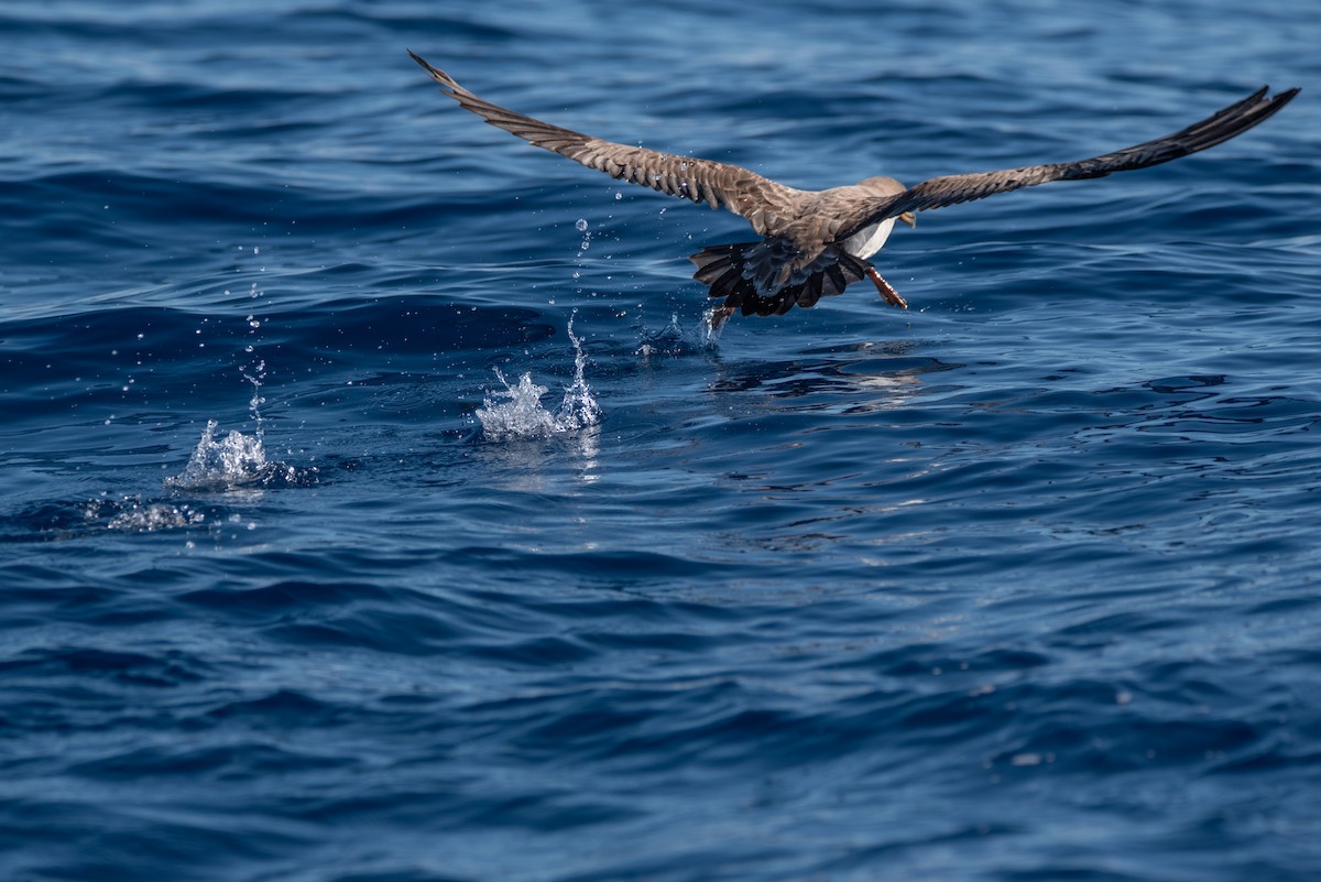 Cory's Shearwater - ML624124664