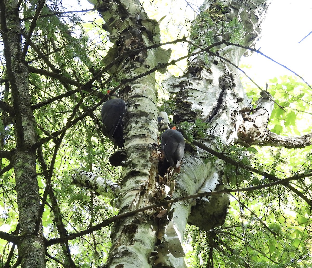 Pileated Woodpecker - ML624124674