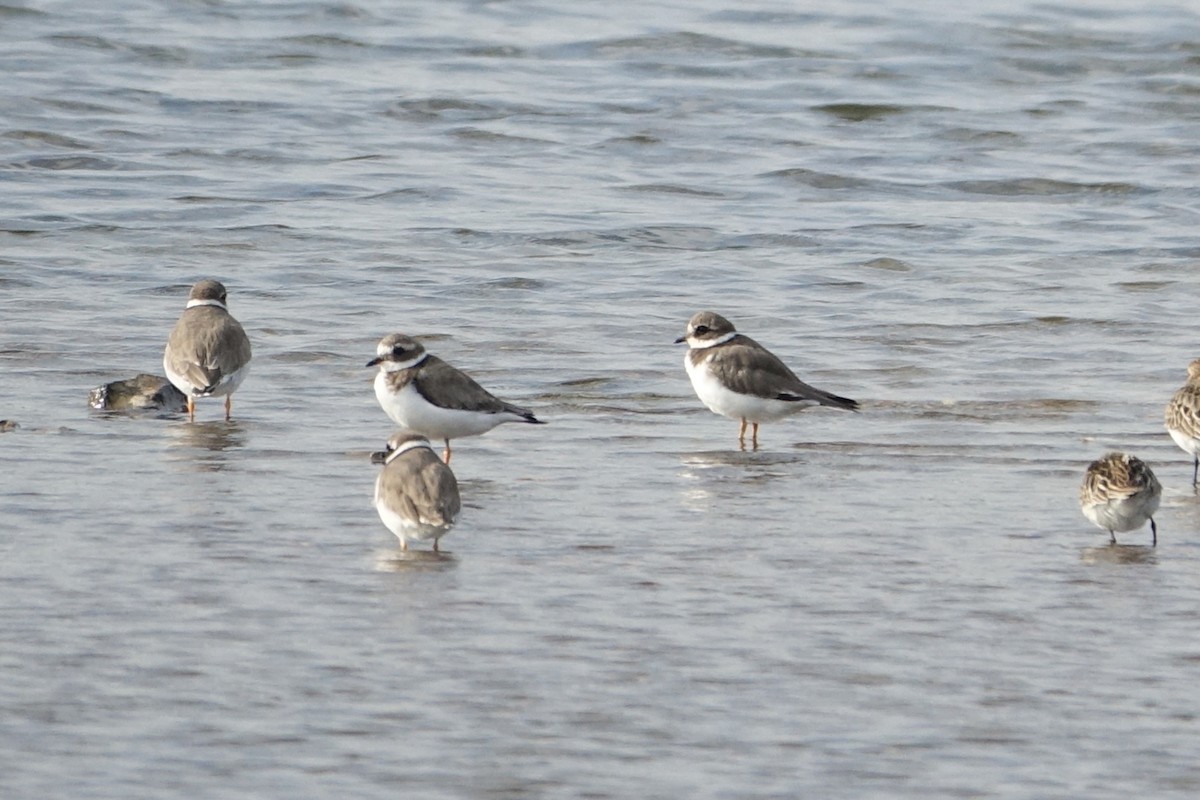 Common Ringed Plover - ML624124685