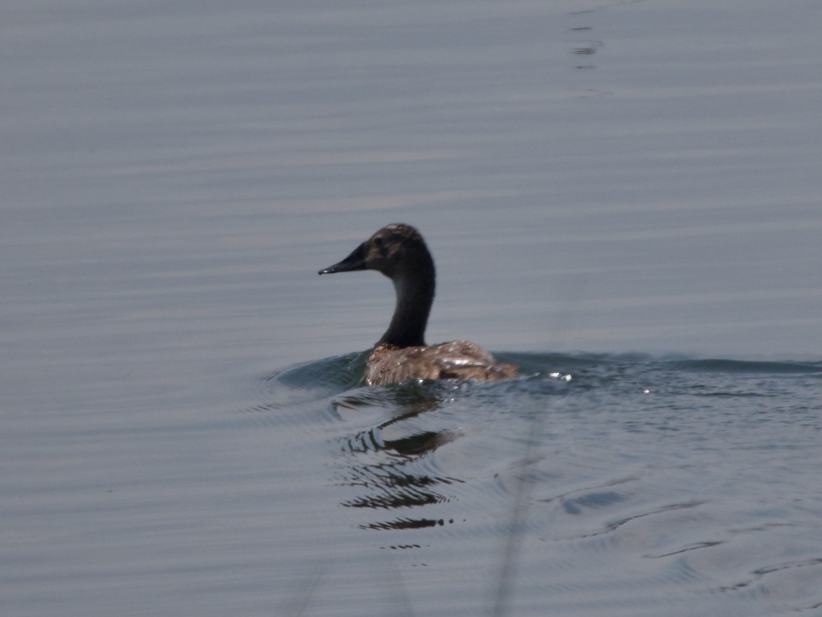 Canvasback - ML624124695