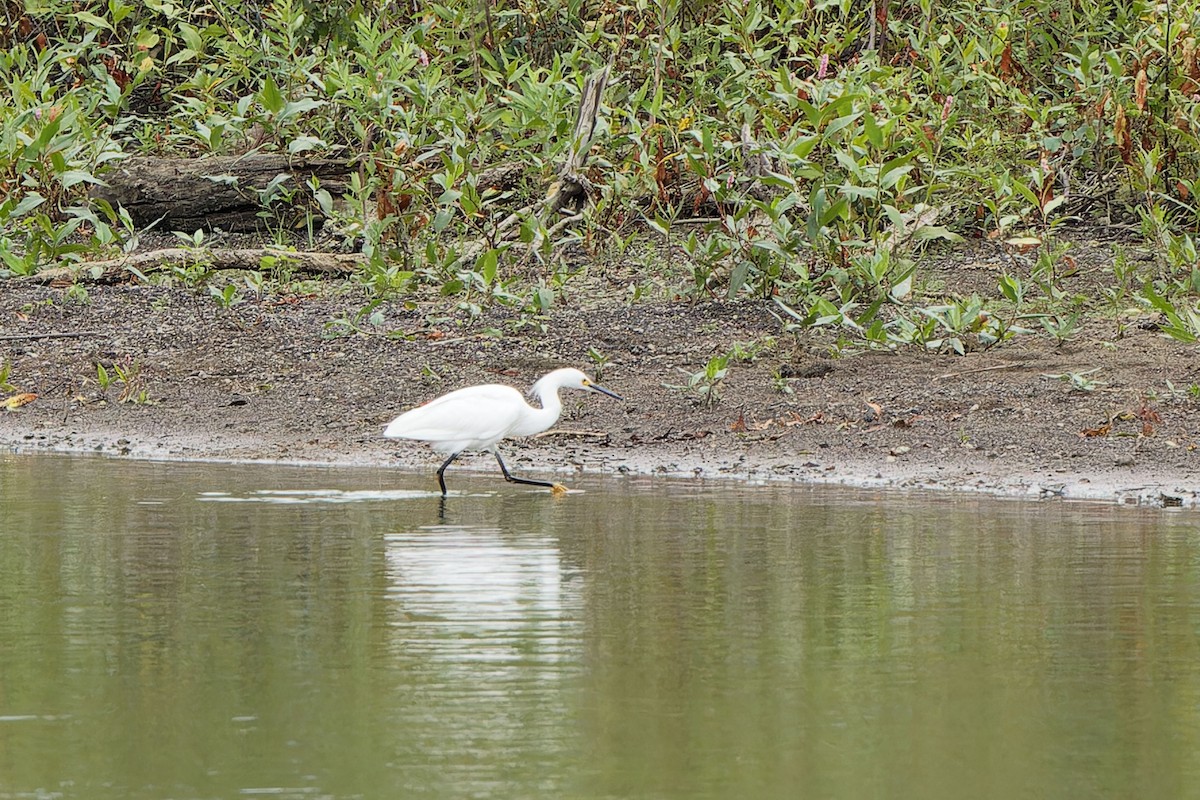 Snowy Egret - ML624124702