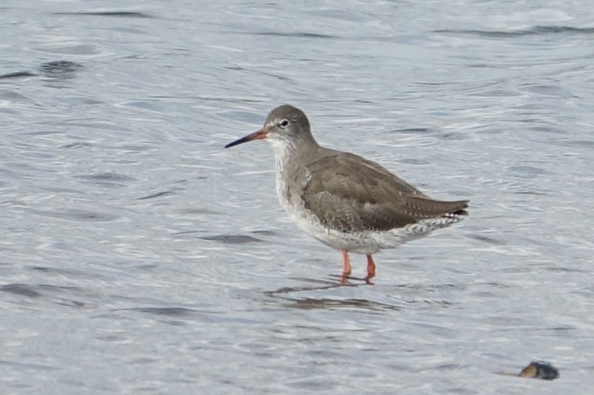 Common Redshank - ML624124704