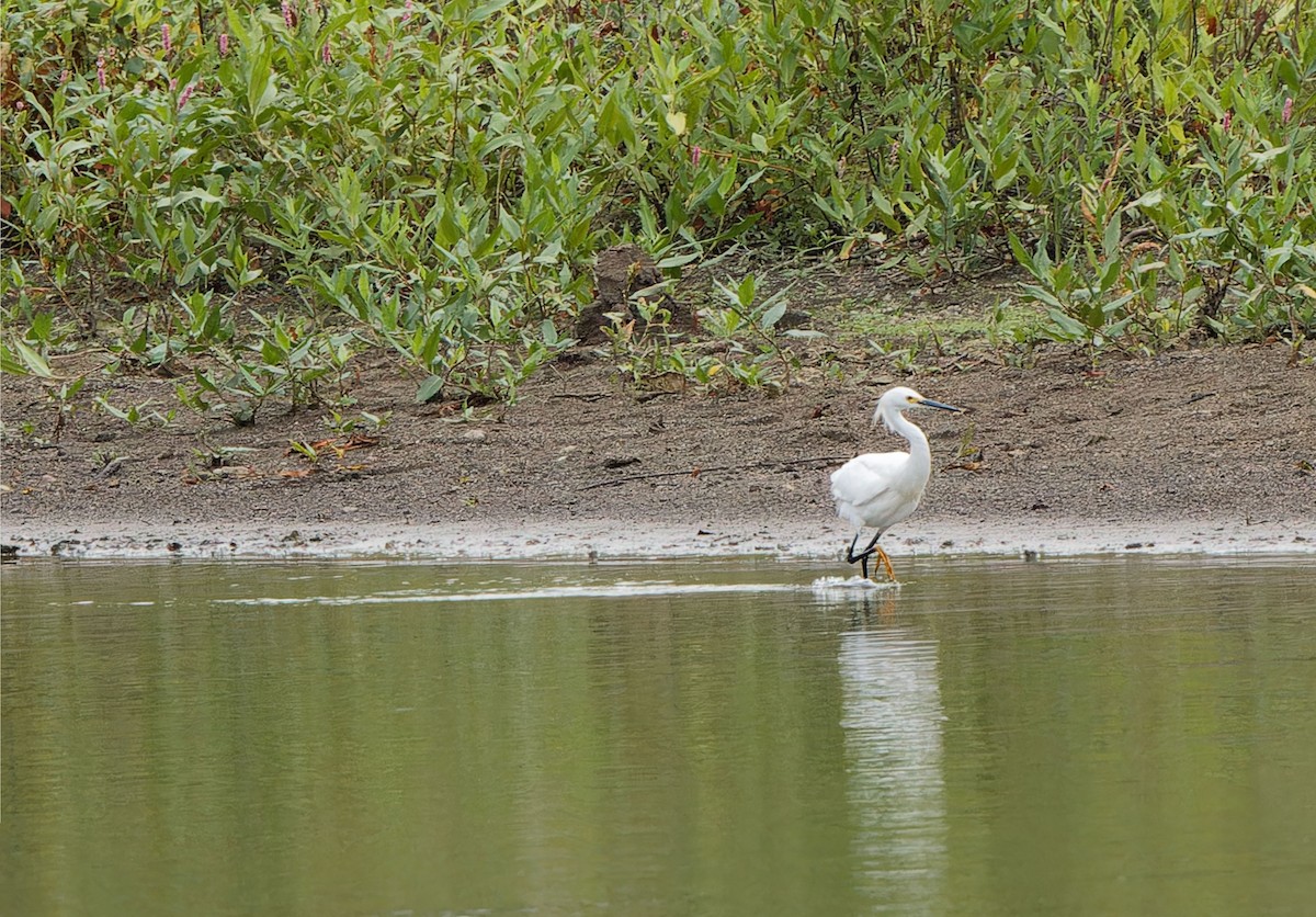 Snowy Egret - ML624124729