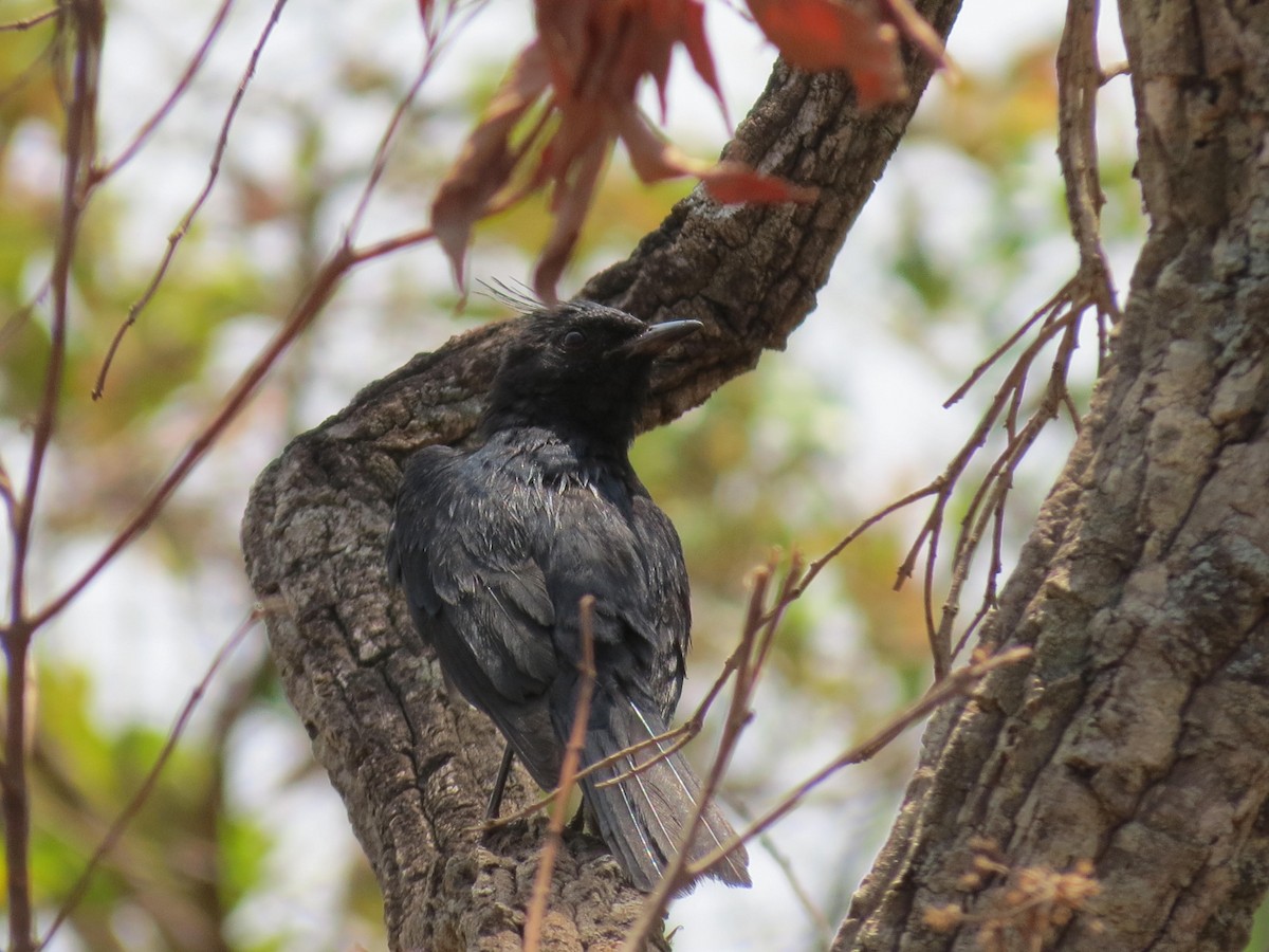 Crested Black-Tyrant - ML624124741