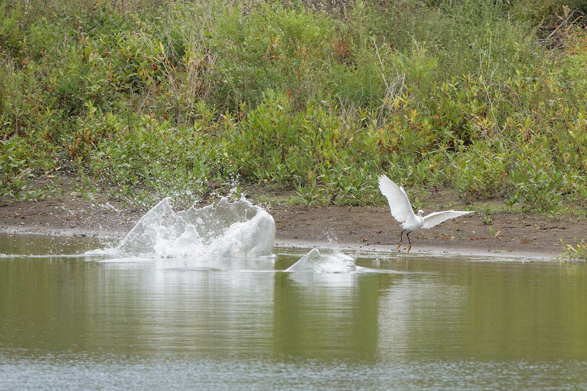 Snowy Egret - Garold Sneegas