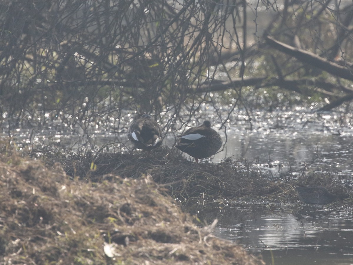 Indian Spot-billed Duck - ML624124763