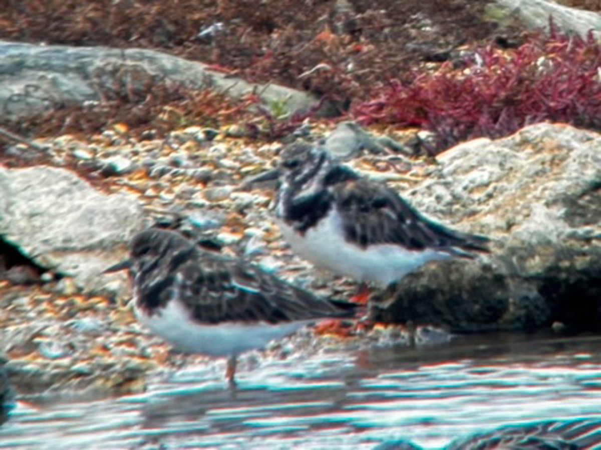 Ruddy Turnstone - ML624124766