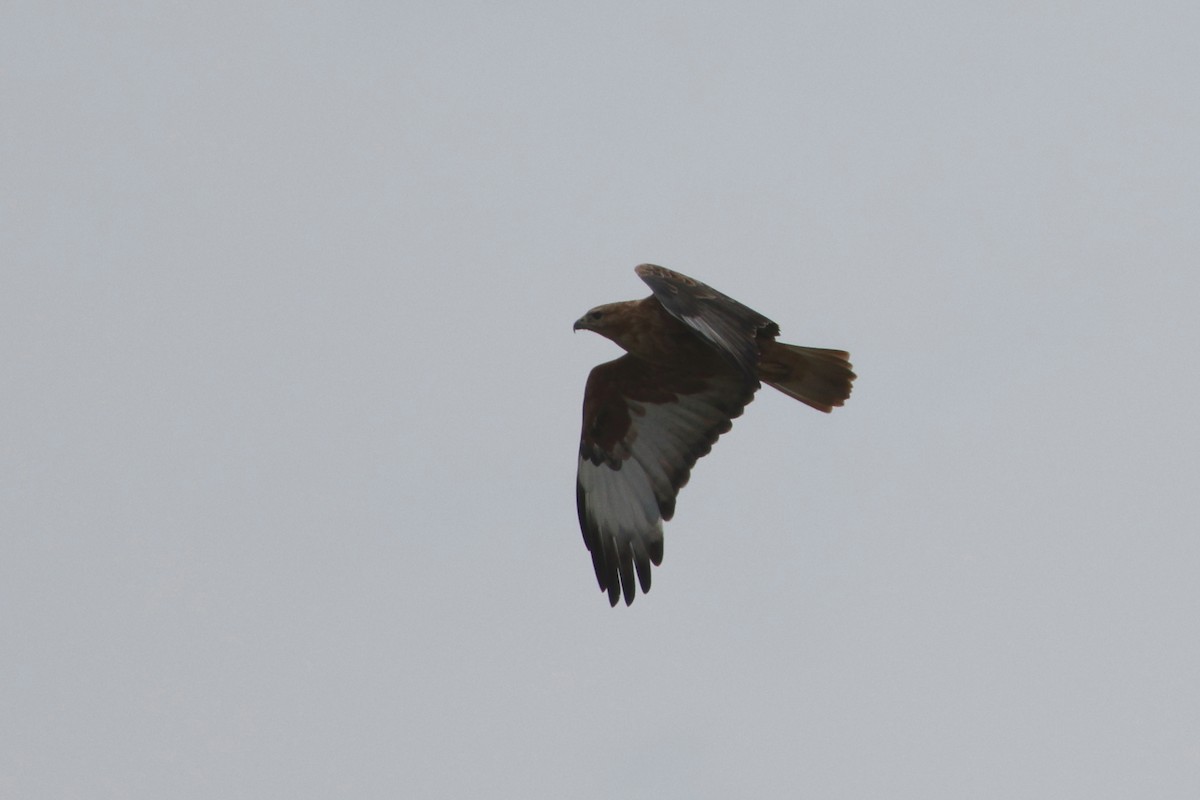 Long-legged Buzzard - ML624124774