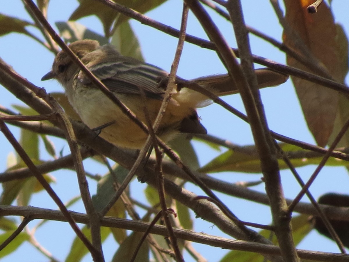 Planalto Tyrannulet - ML624124779