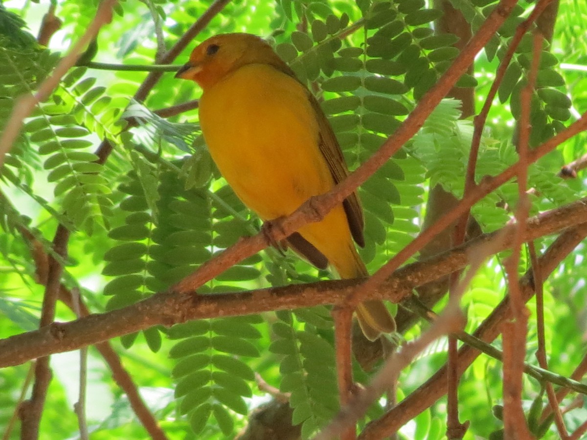 Saffron Finch - ML624124791