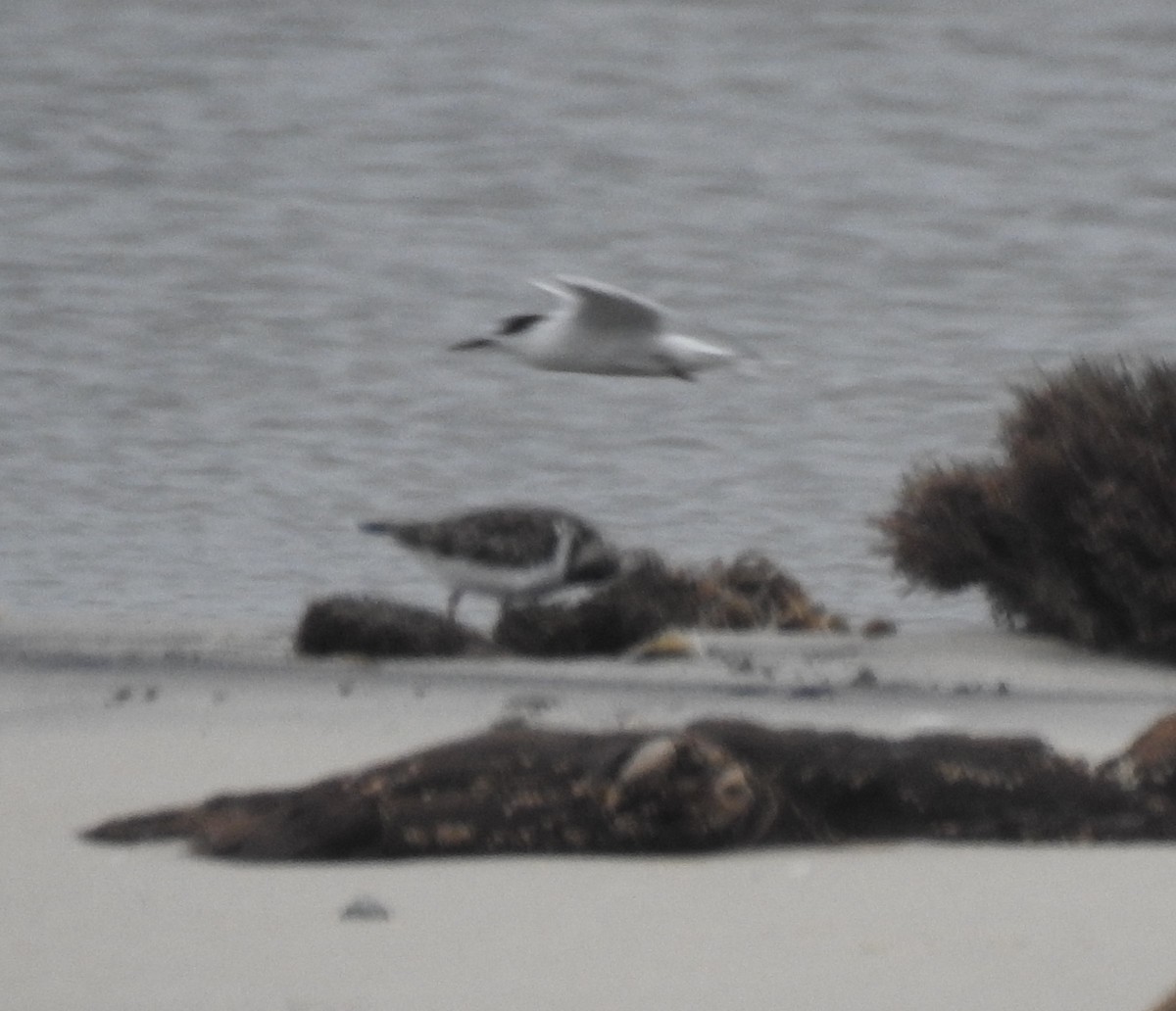 Ruddy Turnstone - ML624124826