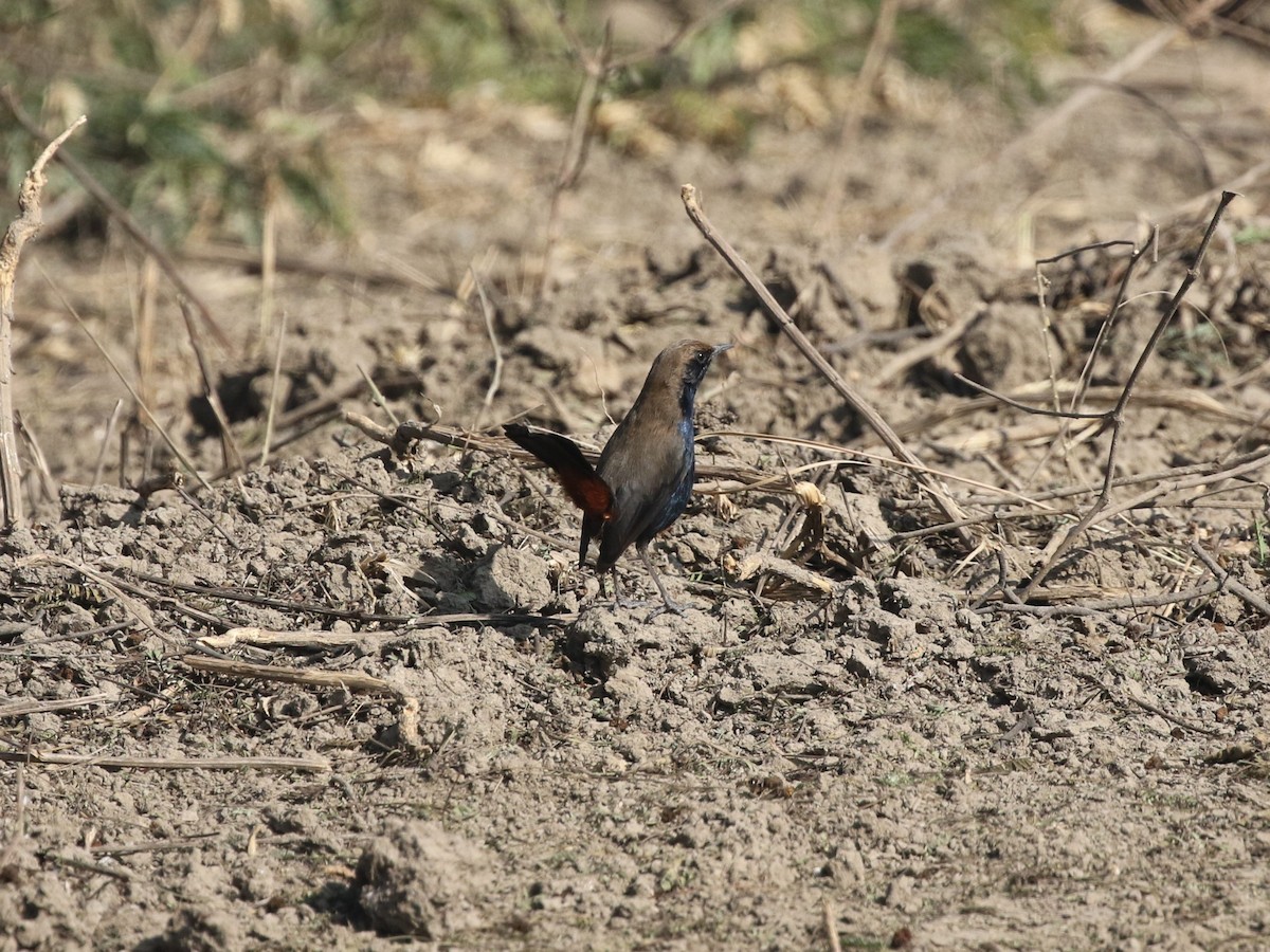 Indian Robin - ML624124840