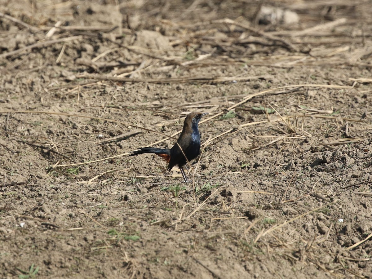 Indian Robin - ML624124842