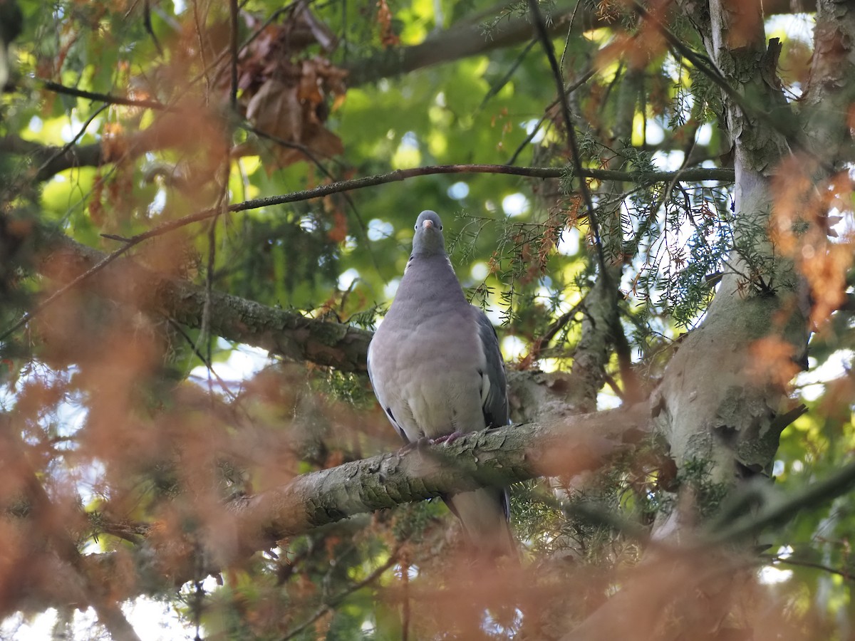 Common Wood-Pigeon (White-necked) - ML624124866