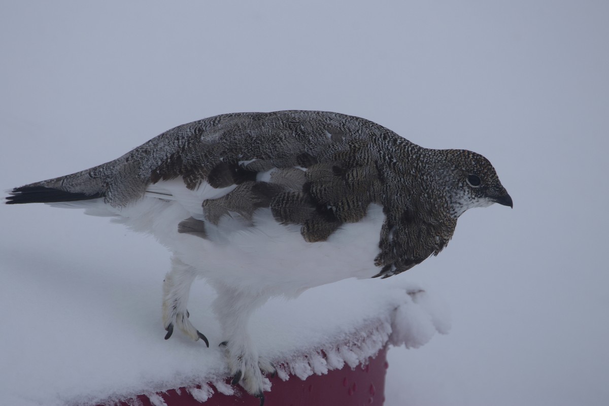 Rock Ptarmigan - ML624124874