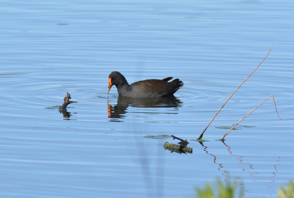 Dusky Moorhen - Simon Tonge